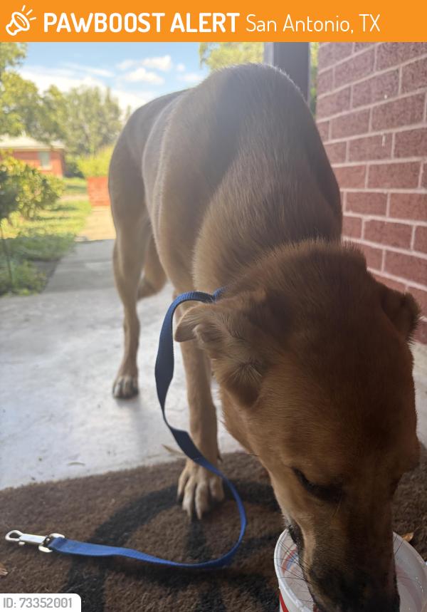 Found/Stray Unknown Dog last seen On the corner of sunnyland dr and broadview, San Antonio, TX 78228