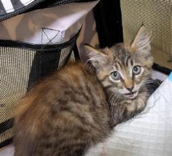 Shelter Stray Female Cat last seen N ST & N ST BUSINESS 80 ON, 2127 Front St, Sacramento, CA 95818, USA