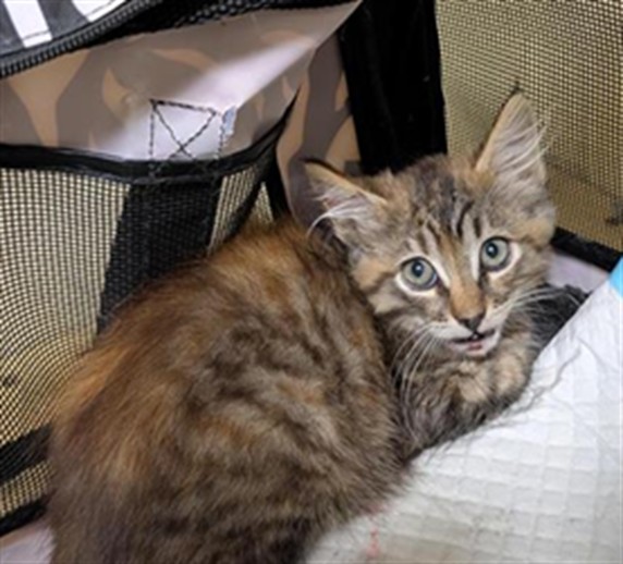 Shelter Stray Female Cat last seen N ST & N ST BUSINESS 80 ON, 2127 Front St, Sacramento, CA 95818, USA