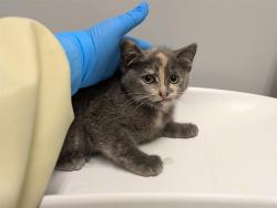 Shelter Stray Female Cat last seen Near BLOCK KENT BLACK DIAMOND RD SE, KENT WA 98042, 21615 64th Ave S, Kent, WA 98032, USA