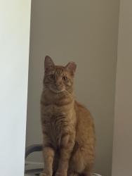 Lost Male Cat last seen City hall and library, Farmington, UT 84025