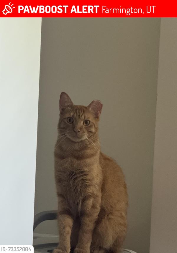 Lost Male Cat last seen City hall and library, Farmington, UT 84025