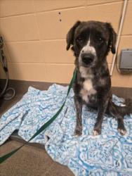 Shelter Stray Female Dog last seen Near BLOCK S 143RD ST E, DERBY KS 67037, 3303 N Hillside St, Wichita, KS 67219, USA