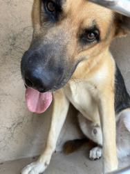 Shelter Stray Unknown Dog last seen Near BLOCK N TULSA AVE, OKLAHOMA CITY OK 73112, 2811 SE 29th St, Oklahoma City, OK 73129, USA