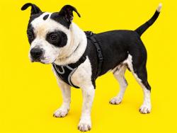 Shelter Stray Male Dog last seen Near BLOCK ST NW 79 PL, 3599 NW 79th Ave, Doral, FL 33122, USA