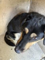 Shelter Stray Unknown Dog last seen Near BLOCK N TULSA AVE, OKLAHOMA CITY OK 73112, 2811 SE 29th St, Oklahoma City, OK 73129, USA