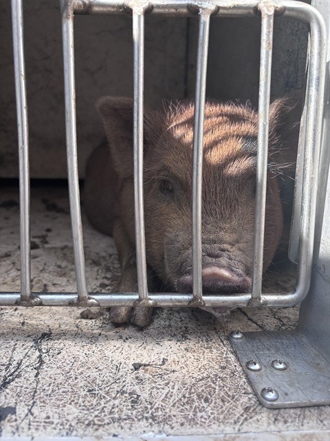 Shelter Stray Female Livestock last seen Near BLOCK S DREXEL AVE, 2811 SE 29th St, Oklahoma City, OK 73129, USA