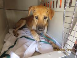 Shelter Stray Female Dog last seen TONOPAH, 5501 E Van Buren St, Phoenix, AZ 85008, USA