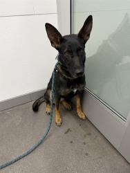 Shelter Stray Female Dog last seen 36TH ST AND GREENWAY RD, 1920 S Lewis, Mesa, AZ 85210, USA
