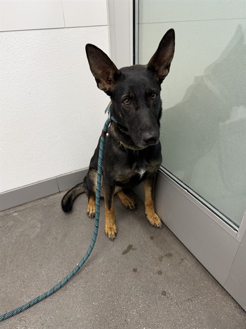 Shelter Stray Female Dog last seen 36TH ST AND GREENWAY RD, 1920 S Lewis, Mesa, AZ 85210, USA