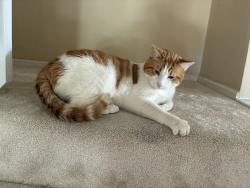 Lost Male Cat last seen 75th St. and Hague Rd., Indianapolis, IN 46256
