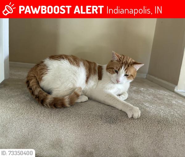 Lost Male Cat last seen 75th St. and Hague Rd., Indianapolis, IN 46256