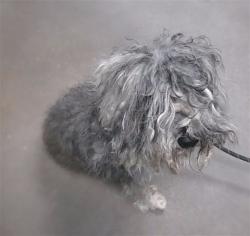 Shelter Stray Male Dog last seen 35TH AVE AND BROADWAY RD, 2500 S 27th Ave, Phoenix, AZ 85009, USA