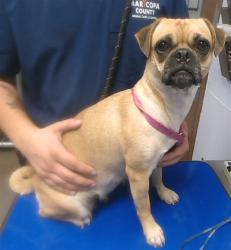 Shelter Stray Female Dog last seen 31ST DR AND OCOTILLO RD, 2500 S 27th Ave, Phoenix, AZ 85009, USA
