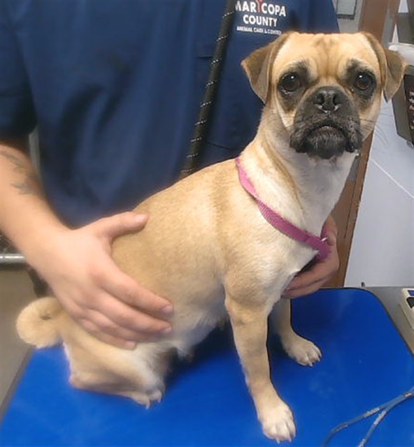 Shelter Stray Female Dog last seen 31ST DR AND OCOTILLO RD, 2500 S 27th Ave, Phoenix, AZ 85009, USA