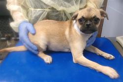 Shelter Stray Female Dog last seen 31ST DR AND OCOTILLO RD, 2500 S 27th Ave, Phoenix, AZ 85009, USA