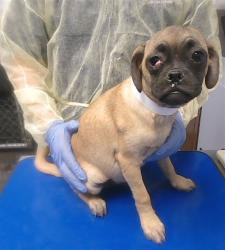 Shelter Stray Male Dog last seen 31ST DR AND OCOTILLO RD, 2500 S 27th Ave, Phoenix, AZ 85009, USA