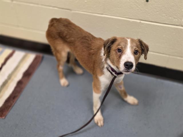 Shelter Stray Female Dog last seen Near BLOCK W BAYAUD AVE, DENVER CO 80223, 1241 W Bayaud Ave, Denver, CO 80223, USA