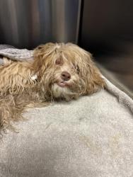 Shelter Stray Female Dog last seen Near BLOCK CRESTMORE RD, JURUPA VALLEY CA 92509, 6851 Van Buren Boulevard, Jurupa Valley, CA 92509, USA