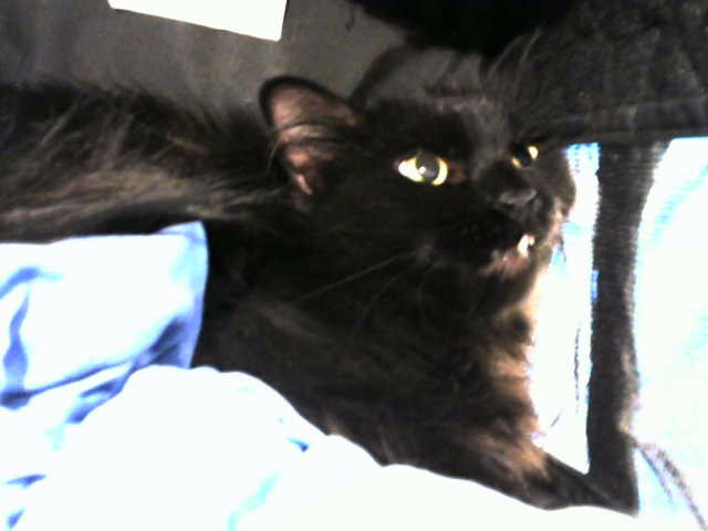 Shelter Stray Female Cat last seen Near BLOCK PRINCETON, 8920 Lomas Blvd NE, Albuquerque, NM 87112, USA