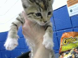 Shelter Stray Female Cat last seen FOUND UNDER PORCH IN MY SON'S HOUSE ABQ, 8920 Lomas Blvd NE, Albuquerque, NM 87112, USA