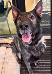 Shelter Stray Male Dog last seen Near BLOCK S POWERLINE RD DEERFIELD BEACH FL 33442, 2400 SW 42nd St, Fort Lauderdale, FL 33312, USA