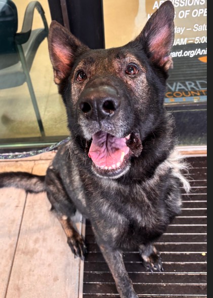 Shelter Stray Male Dog last seen Near BLOCK S POWERLINE RD DEERFIELD BEACH FL 33442, 2400 SW 42nd St, Fort Lauderdale, FL 33312, USA