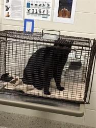 Shelter Stray Male Cat last seen Near BLOCK YOSEMITE ST, 12155 Park Blvd, Brighton, CO 80601, USA