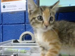 Shelter Stray Female Cat last seen FOUND UNDER PORCH IN MY SON'S HOUSE ABQ, 8920 Lomas Blvd NE, Albuquerque, NM 87112, USA