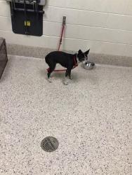 Shelter Stray Female Dog last seen Near BLOCK HWY 2 80022, 12155 Park Blvd, Brighton, CO 80601, USA