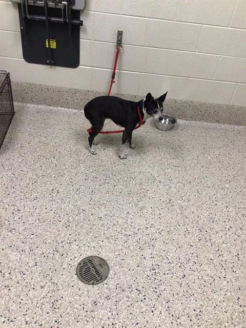 Shelter Stray Female Dog last seen Near BLOCK HWY 2 80022, 12155 Park Blvd, Brighton, CO 80601, USA
