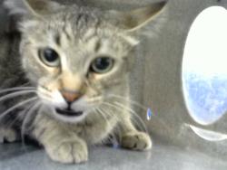 Shelter Stray Male Cat last seen INDIAN SCHOOL AND TRAMWAY PARKING LOT, 8920 Lomas Blvd NE, Albuquerque, NM 87112, USA