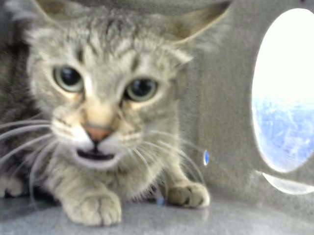 Shelter Stray Male Cat last seen INDIAN SCHOOL AND TRAMWAY PARKING LOT, 8920 Lomas Blvd NE, Albuquerque, NM 87112, USA