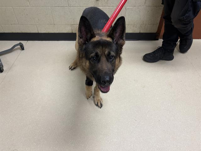 Shelter Stray Male Dog last seen Near BLOCK W FOND DU LAC AVE, 3839 W Burnham St, West Milwaukee, WI 53215, USA
