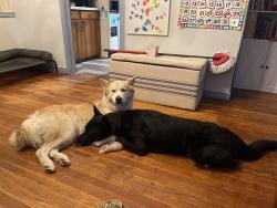 Reunited Male Dog last seen Webchapple, Dallas, TX 75220