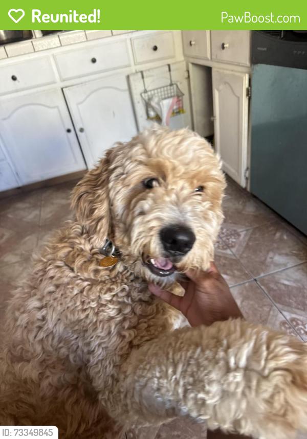 Reunited Male Dog last seen Deerfield drive, Antioch, CA 94531