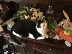 Lost Male Cat last seen Glendale, Carnegie pittsburgh, Glendale, PA 15106