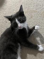 Lost Male Cat last seen Sunnyside Ave, Salt Lake City, UT 84113