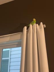 Found/Stray Male Bird last seen Carter Ave, Durham, NC 27703
