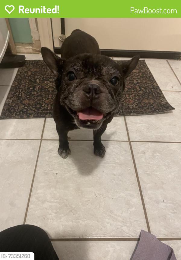 Reunited Female Dog last seen Cypresswood and Carols Way, Lakewood Forest, TX 77070