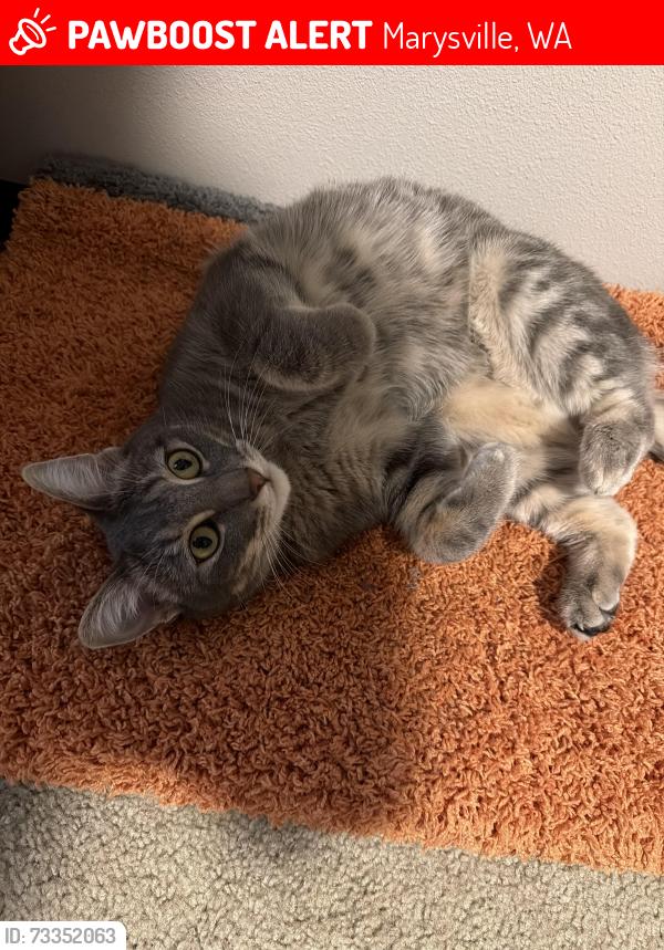 Lost Female Cat last seen Near 49th dr ne, Marysville, WA 98271