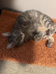 Lost Female Cat last seen Near 49th dr ne, Marysville, WA 98271