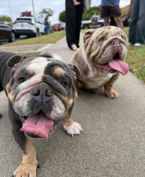 Found/Stray Female Dog last seen Torrance and normandie, Torrance, CA 90502