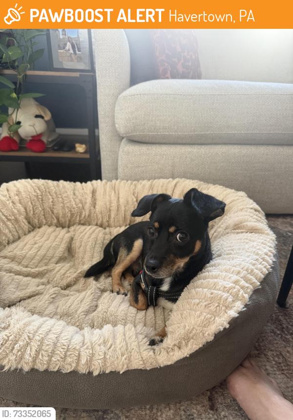 Found/Stray Male Dog last seen Manoa Elementary, Havertown, PA 19083