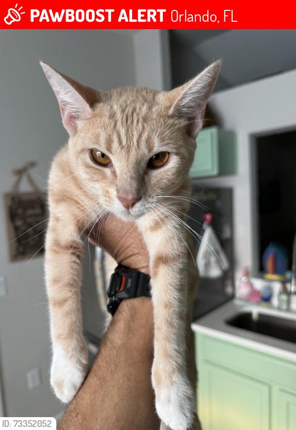 Lost Female Cat last seen Deer Hollow subdivison, Orlando, FL 32837