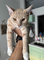 Lost Female Cat last seen Deer Hollow subdivison, Orlando, FL 32837