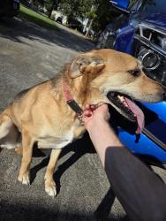 Reunited Female Dog last seen Near Sadler Pl, Chattanooga, TN 37421, USA, Chattanooga, TN 37421