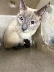 Shelter Stray Male Cat last seen Pembroke rd / Cox Rd, Gastonia, NC, 1491 Business Park Ct, Gastonia, NC 28052, USA