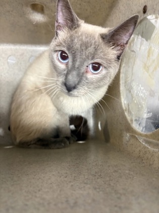 Shelter Stray Male Cat last seen Pembroke rd / Cox Rd, Gastonia, NC, 1491 Business Park Ct, Gastonia, NC 28052, USA