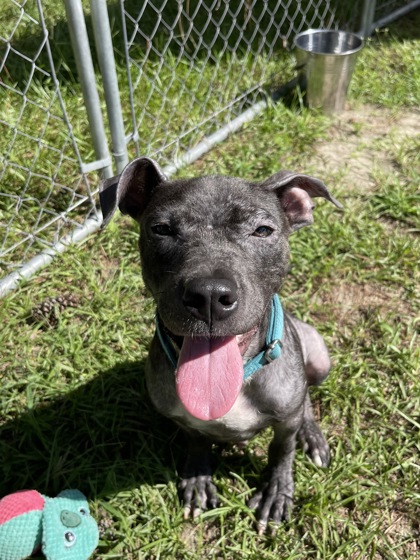 Shelter Stray Male Dog last seen Mitchum Town Road, Berkeley County, SC, 2455 Remount Rd, North Charleston, SC 29406, USA